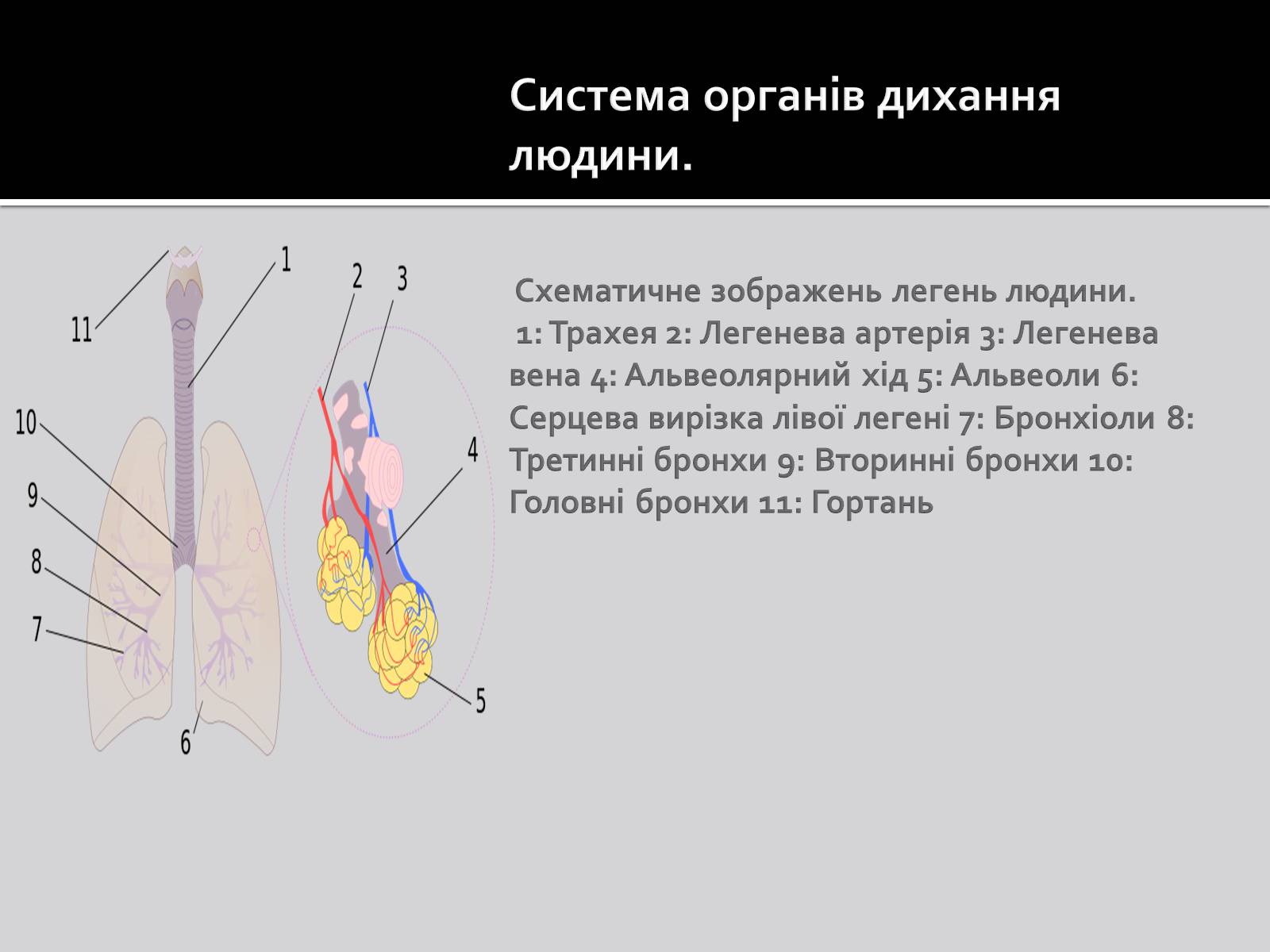 Презентація на тему «Дихальна система» (варіант 1) - Слайд #6 Презентація на тему «Дихальна система» (варіант 1) - Слайд #6