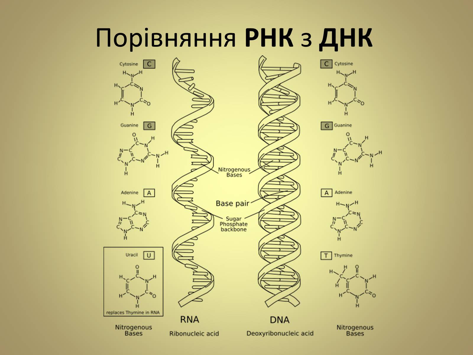 Презентація на тему «Нуклеїнові кислоти» (варіант 5) - Слайд #11 Презентація на тему «Нуклеїнові кислоти» (варіант 5) - Слайд #11