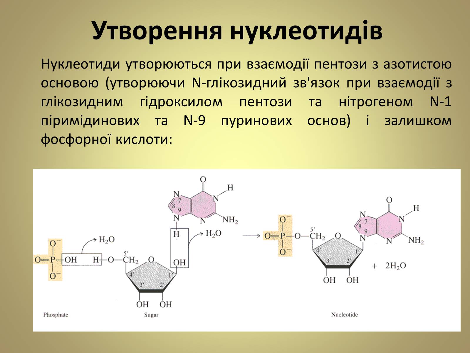 Презентація на тему «Нуклеїнові кислоти» (варіант 5) - Слайд #13 Презентація на тему «Нуклеїнові кислоти» (варіант 5) - Слайд #13