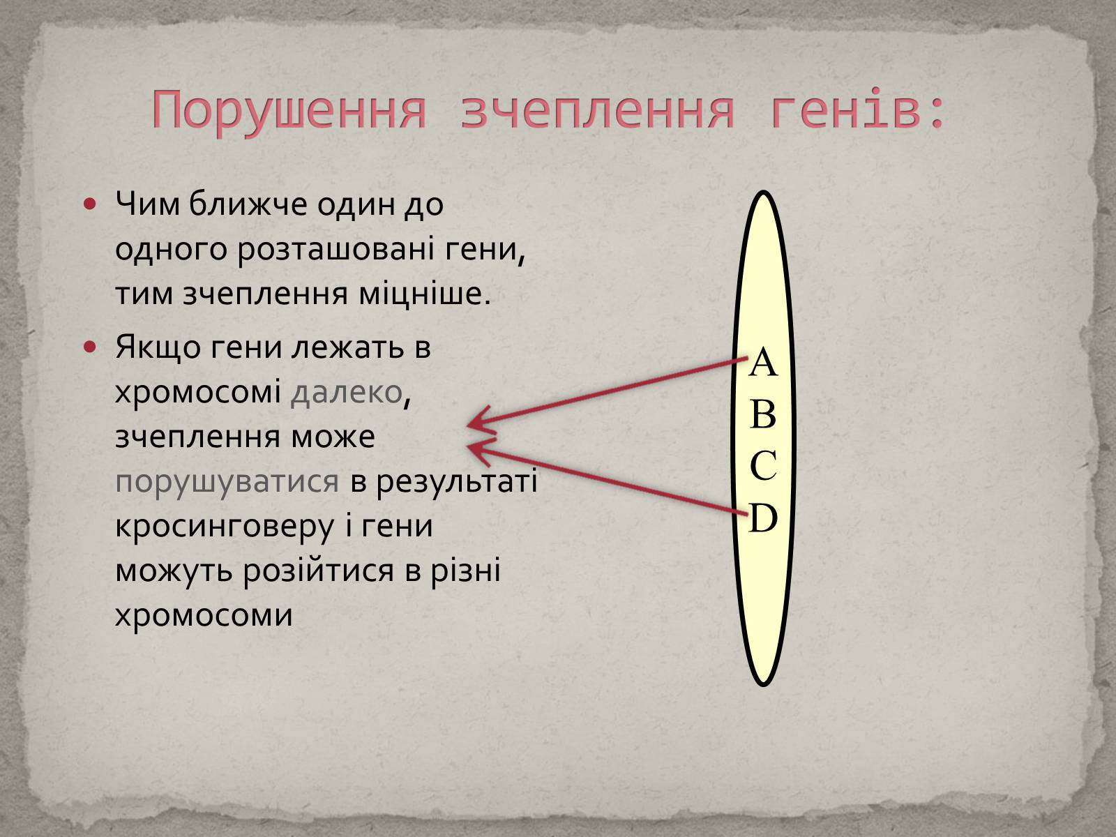 Презентація на тему «Хромосомна теорія спадковості» (варіант 1) - Слайд #12 Презентація на тему «Хромосомна теорія спадковості» (варіант 1) - Слайд #12