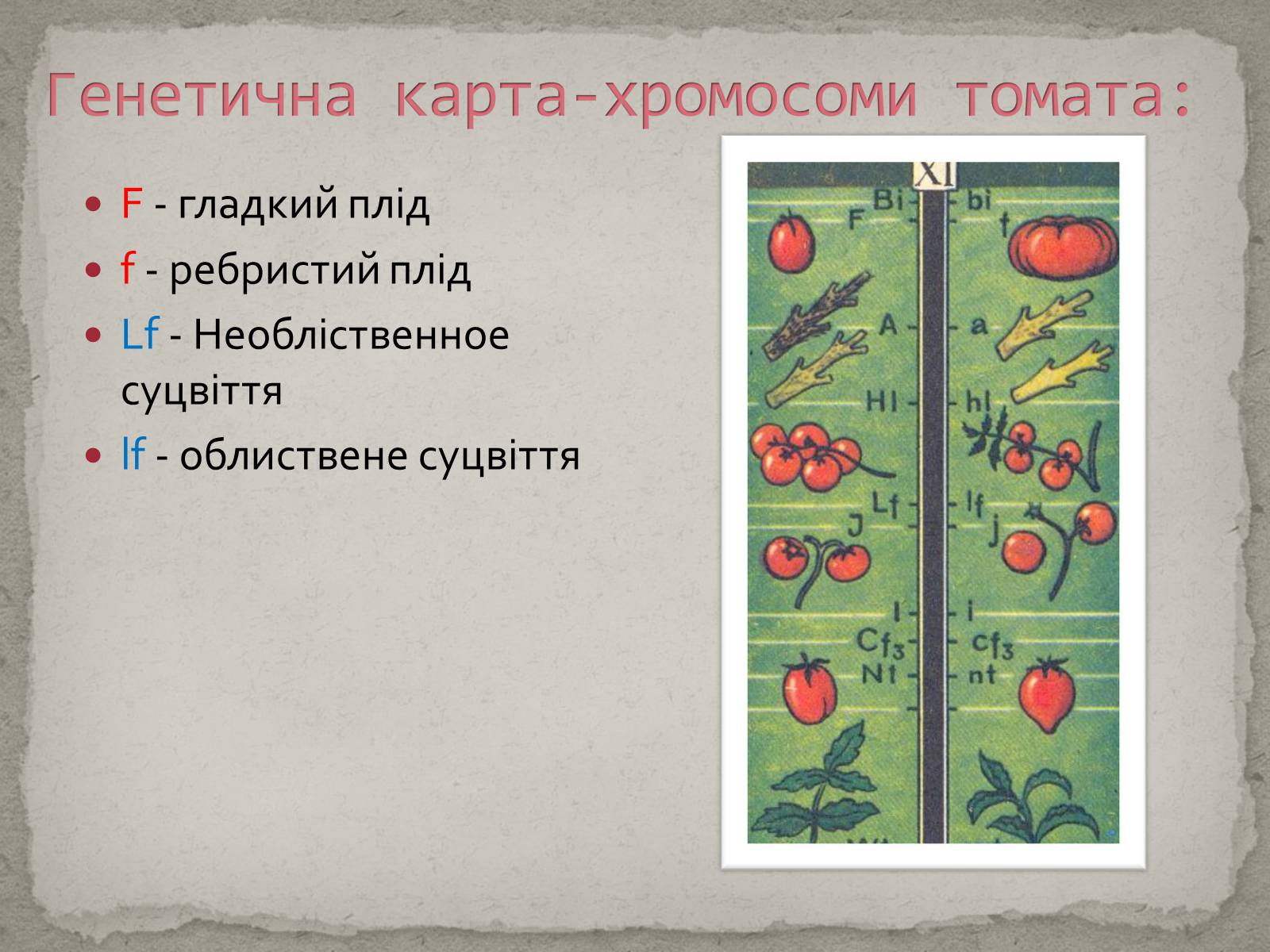 Презентація на тему «Хромосомна теорія спадковості» (варіант 1) - Слайд #13 Презентація на тему «Хромосомна теорія спадковості» (варіант 1) - Слайд #13
