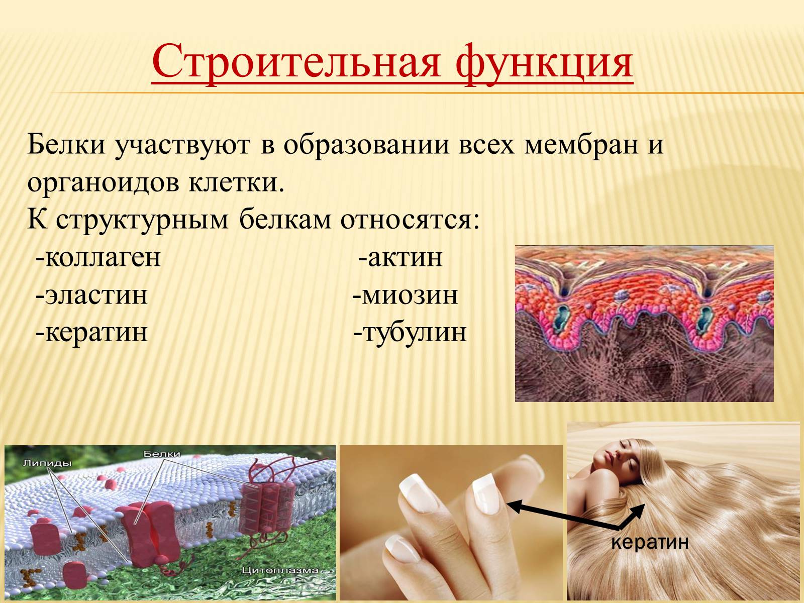 Презентація на тему «Органические вещества. Углеводы. Белки» - Слайд #27 Презентація на тему «Органические вещества. Углеводы. Белки» - Слайд #27