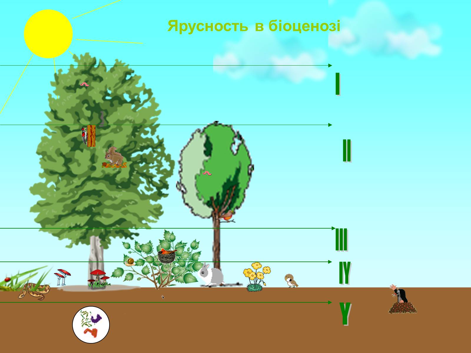 Презентація на тему «Біоценоз» - Слайд #21 Презентація на тему «Біоценоз» - Слайд #21