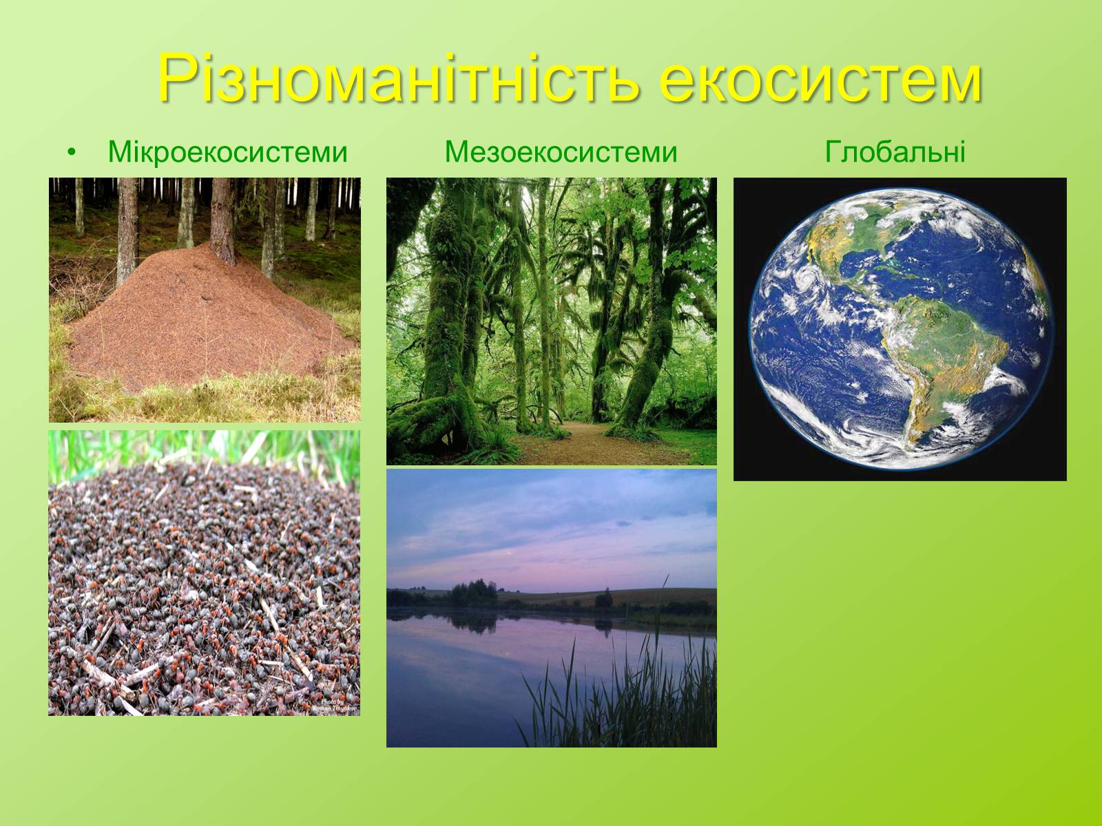 Презентація на тему «Біоценоз» - Слайд #3 Презентація на тему «Біоценоз» - Слайд #3