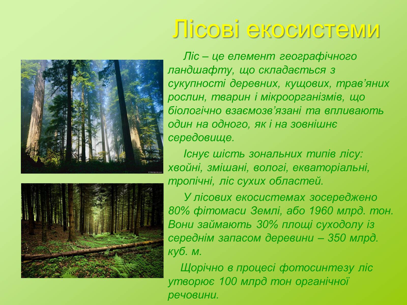 Презентація на тему «Біоценоз» - Слайд #4 Презентація на тему «Біоценоз» - Слайд #4