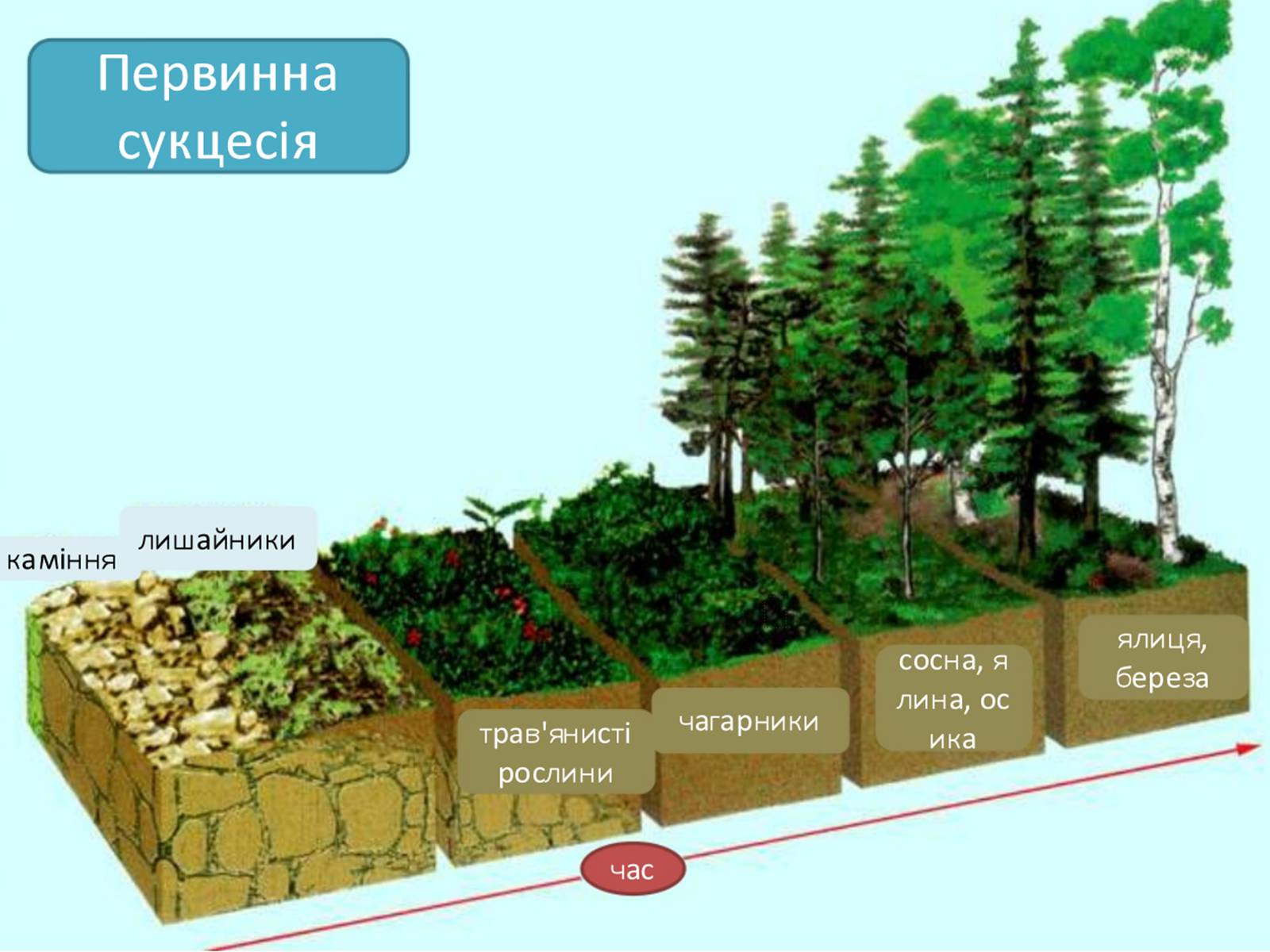 Презентація на тему «Біоценоз» - Слайд #8 Презентація на тему «Біоценоз» - Слайд #8