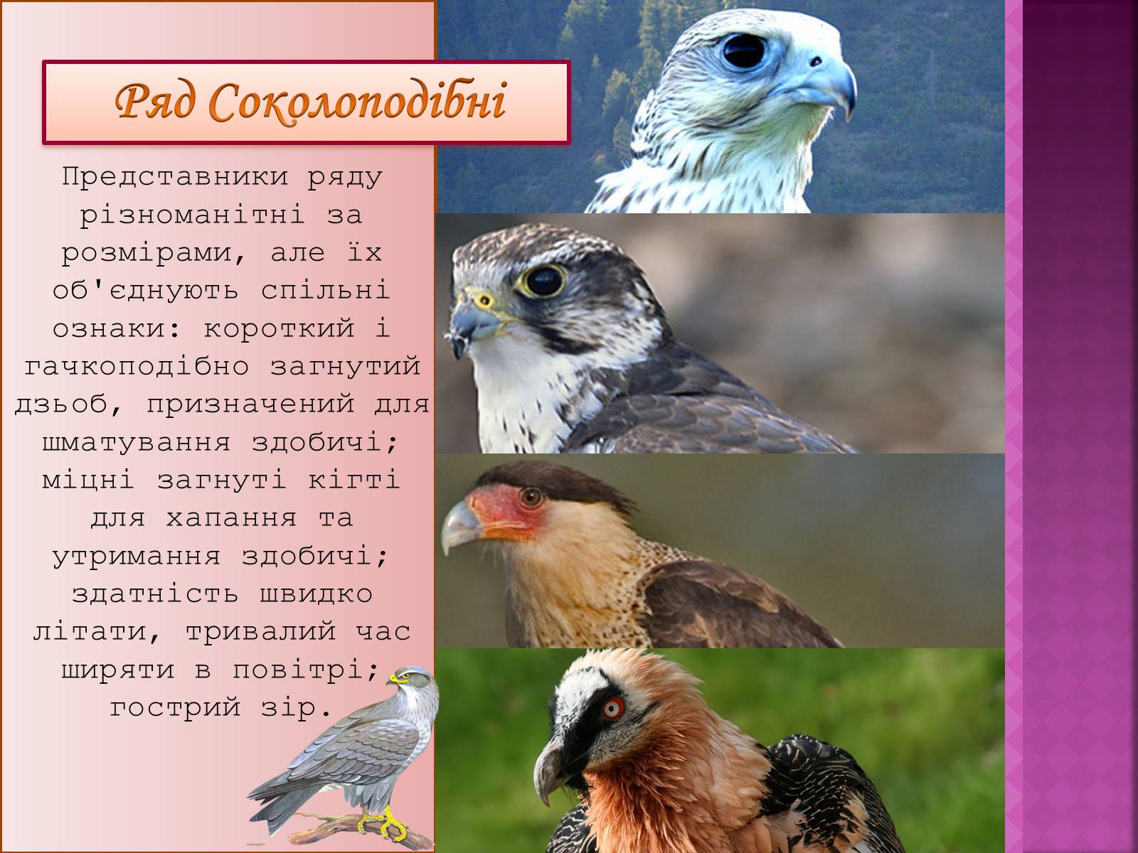Презентація на тему «Різноманітність птахів» (варіант 3) - Слайд #13 Презентація на тему «Різноманітність птахів» (варіант 3) - Слайд #13