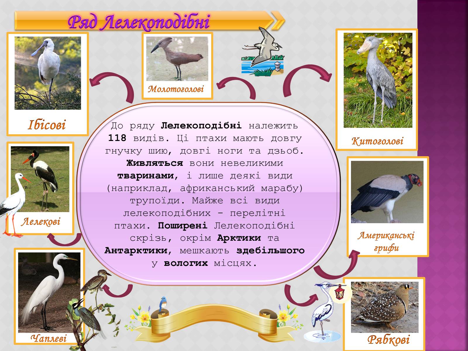 Презентація на тему «Різноманітність птахів» (варіант 3) - Слайд #8 Презентація на тему «Різноманітність птахів» (варіант 3) - Слайд #8