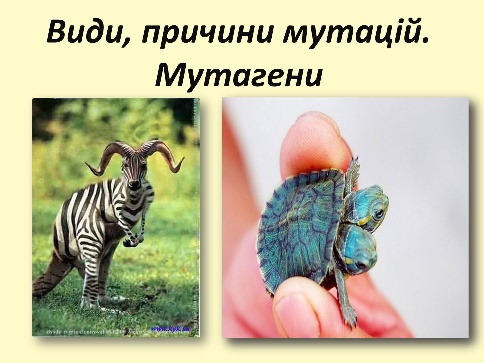 Презентація на тему «Види, причини мутацій. Мутагени» - Слайд #1 Презентація на тему «Види, причини мутацій. Мутагени» - Слайд #1