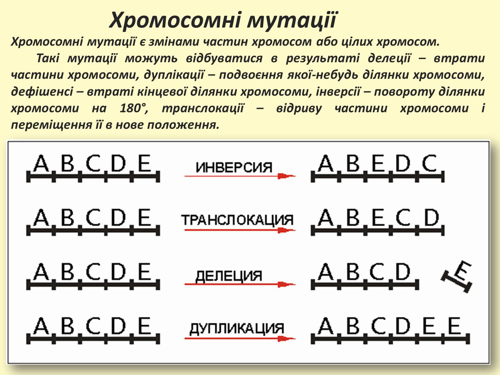 Презентація на тему «Види, причини мутацій. Мутагени» - Слайд #13 Презентація на тему «Види, причини мутацій. Мутагени» - Слайд #13