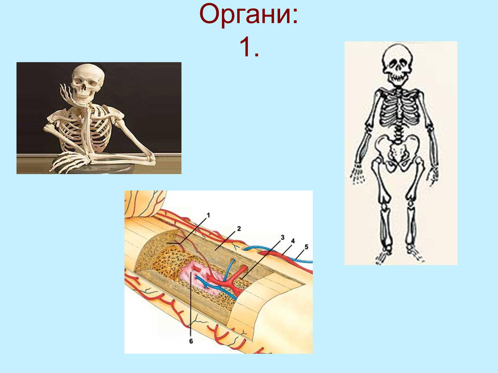 Презентація на тему «Опорно-рухова система» - Слайд #3 Презентація на тему «Опорно-рухова система» - Слайд #3