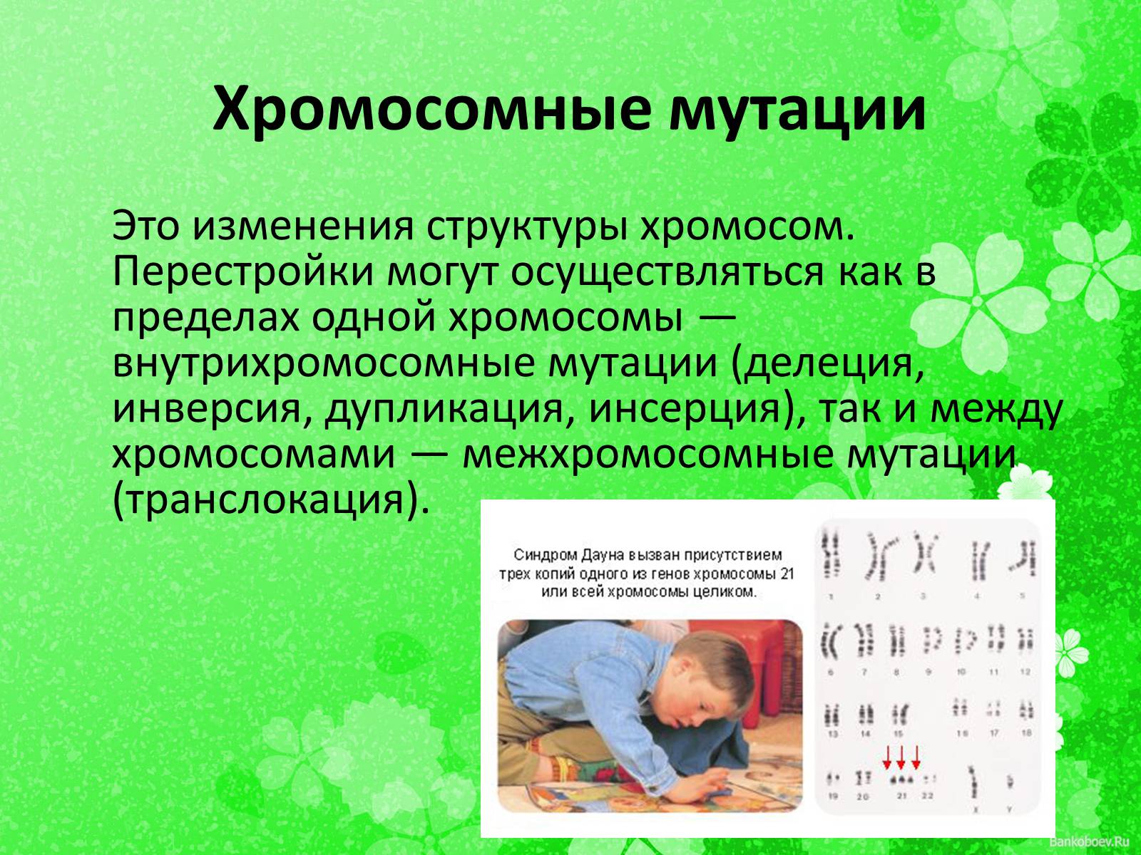 Презентація на тему «Мутационная изменчивость» - Слайд #12 Презентація на тему «Мутационная изменчивость» - Слайд #12