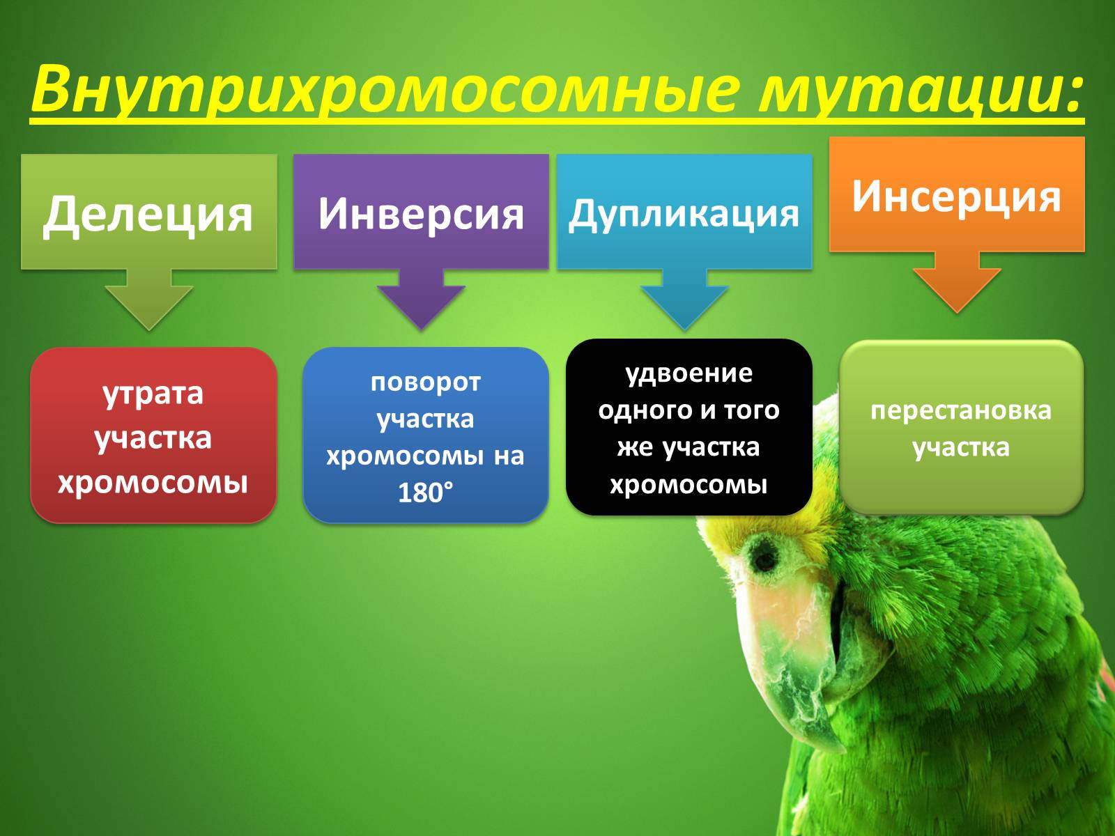 Презентація на тему «Мутационная изменчивость» - Слайд #13 Презентація на тему «Мутационная изменчивость» - Слайд #13
