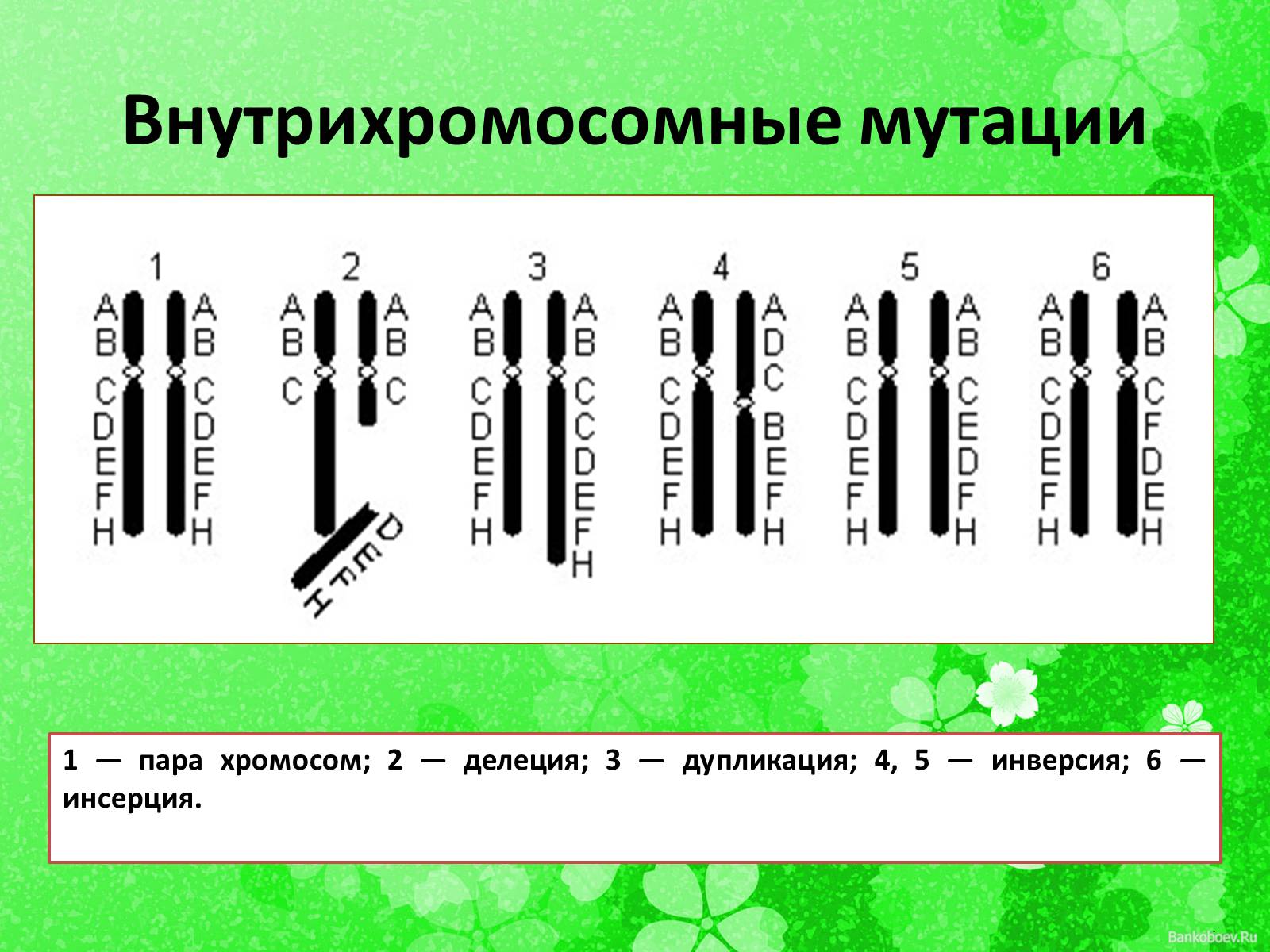 Презентація на тему «Мутационная изменчивость» - Слайд #14 Презентація на тему «Мутационная изменчивость» - Слайд #14