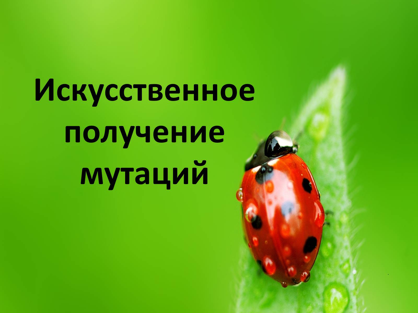 Презентація на тему «Мутационная изменчивость» - Слайд #17 Презентація на тему «Мутационная изменчивость» - Слайд #17