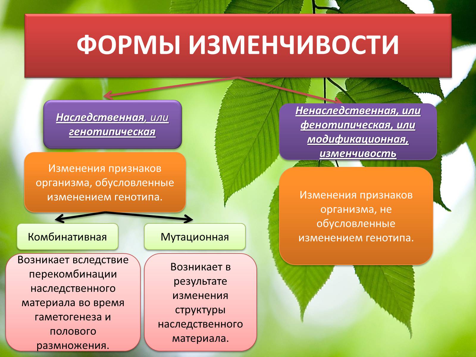 Презентація на тему «Мутационная изменчивость» - Слайд #3 Презентація на тему «Мутационная изменчивость» - Слайд #3