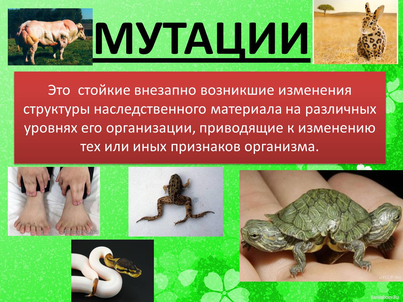 Презентація на тему «Мутационная изменчивость» - Слайд #4 Презентація на тему «Мутационная изменчивость» - Слайд #4
