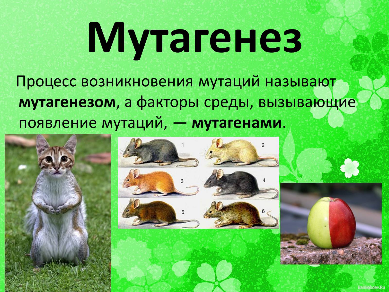 Презентація на тему «Мутационная изменчивость» - Слайд #6 Презентація на тему «Мутационная изменчивость» - Слайд #6