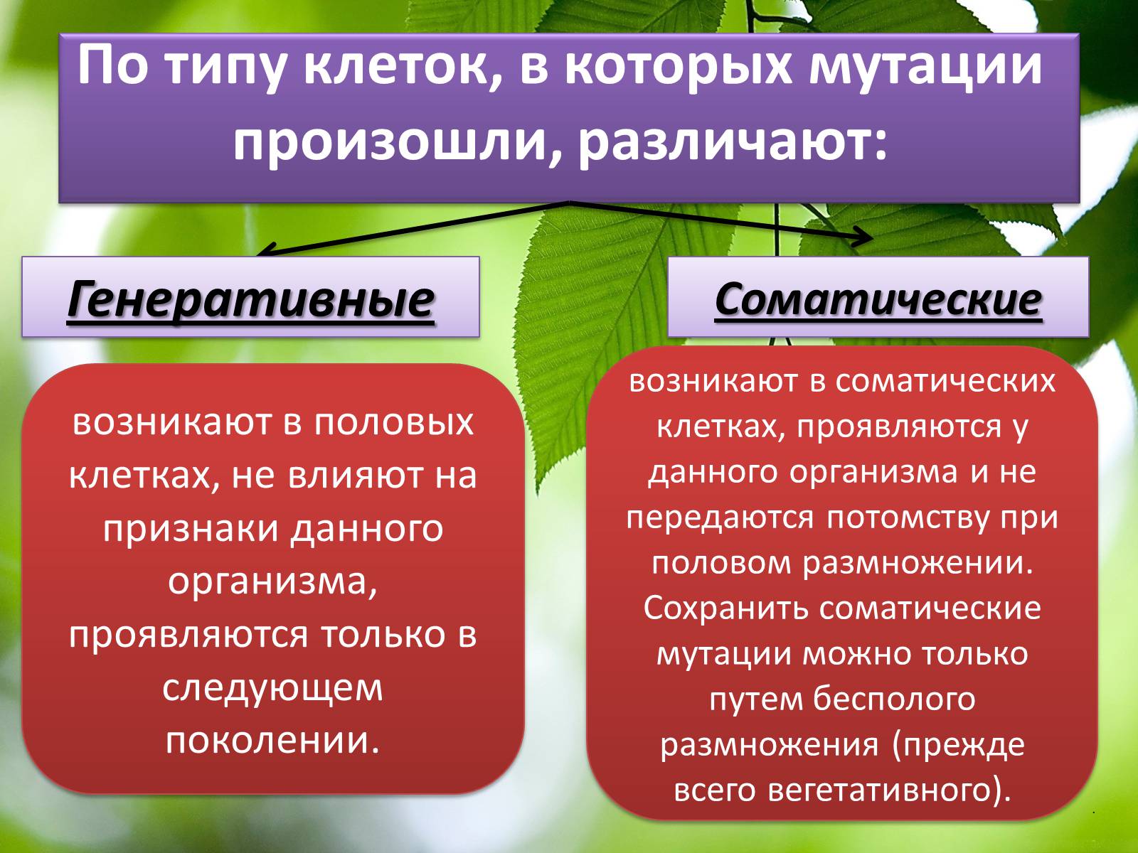 Презентація на тему «Мутационная изменчивость» - Слайд #7 Презентація на тему «Мутационная изменчивость» - Слайд #7