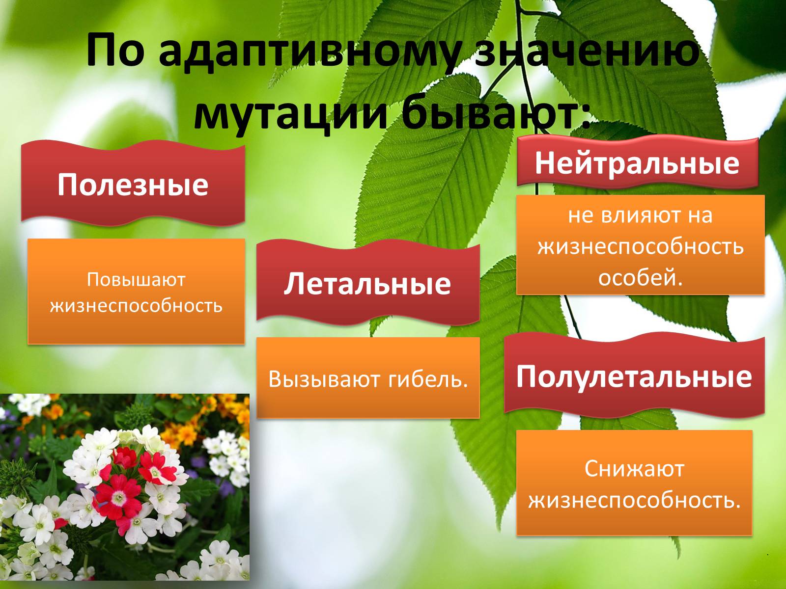 Презентація на тему «Мутационная изменчивость» - Слайд #8 Презентація на тему «Мутационная изменчивость» - Слайд #8