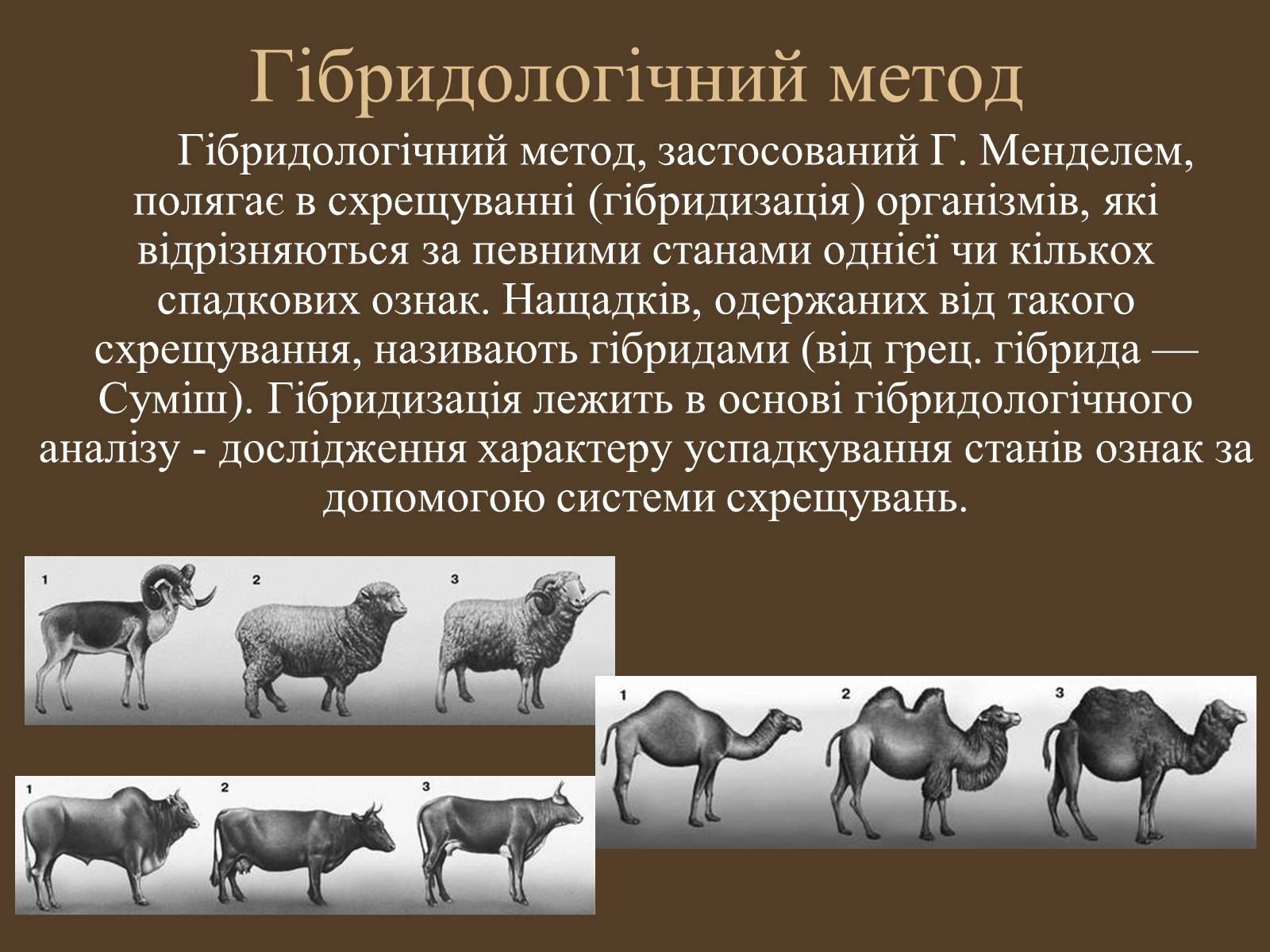 Презентація на тему «Методи генетичних досліджень» (варіант 1) - Слайд #7 Презентація на тему «Методи генетичних досліджень» (варіант 1) - Слайд #7