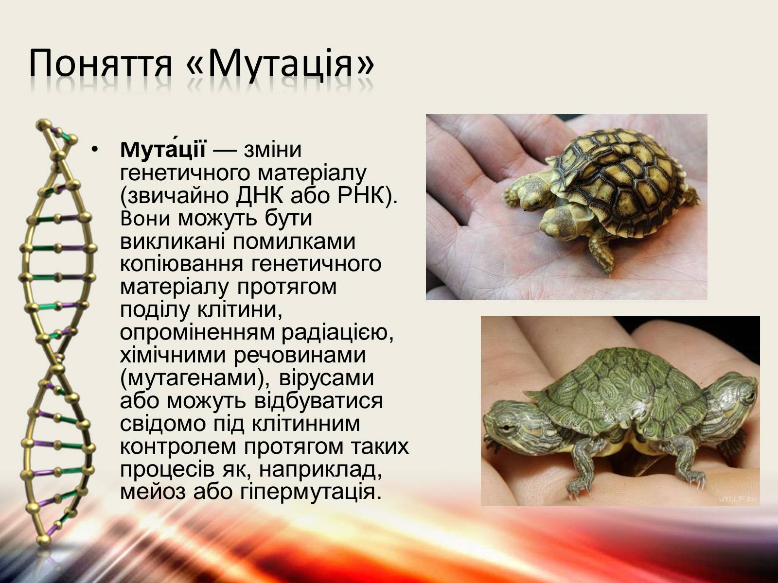 Презентація на тему «Мутації» (варіант 6) - Слайд #2 Презентація на тему «Мутації» (варіант 6) - Слайд #2
