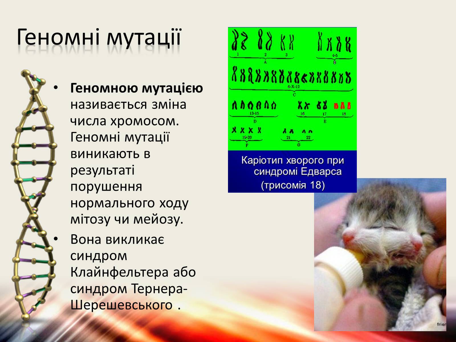 Презентація на тему «Мутації» (варіант 6) - Слайд #5 Презентація на тему «Мутації» (варіант 6) - Слайд #5