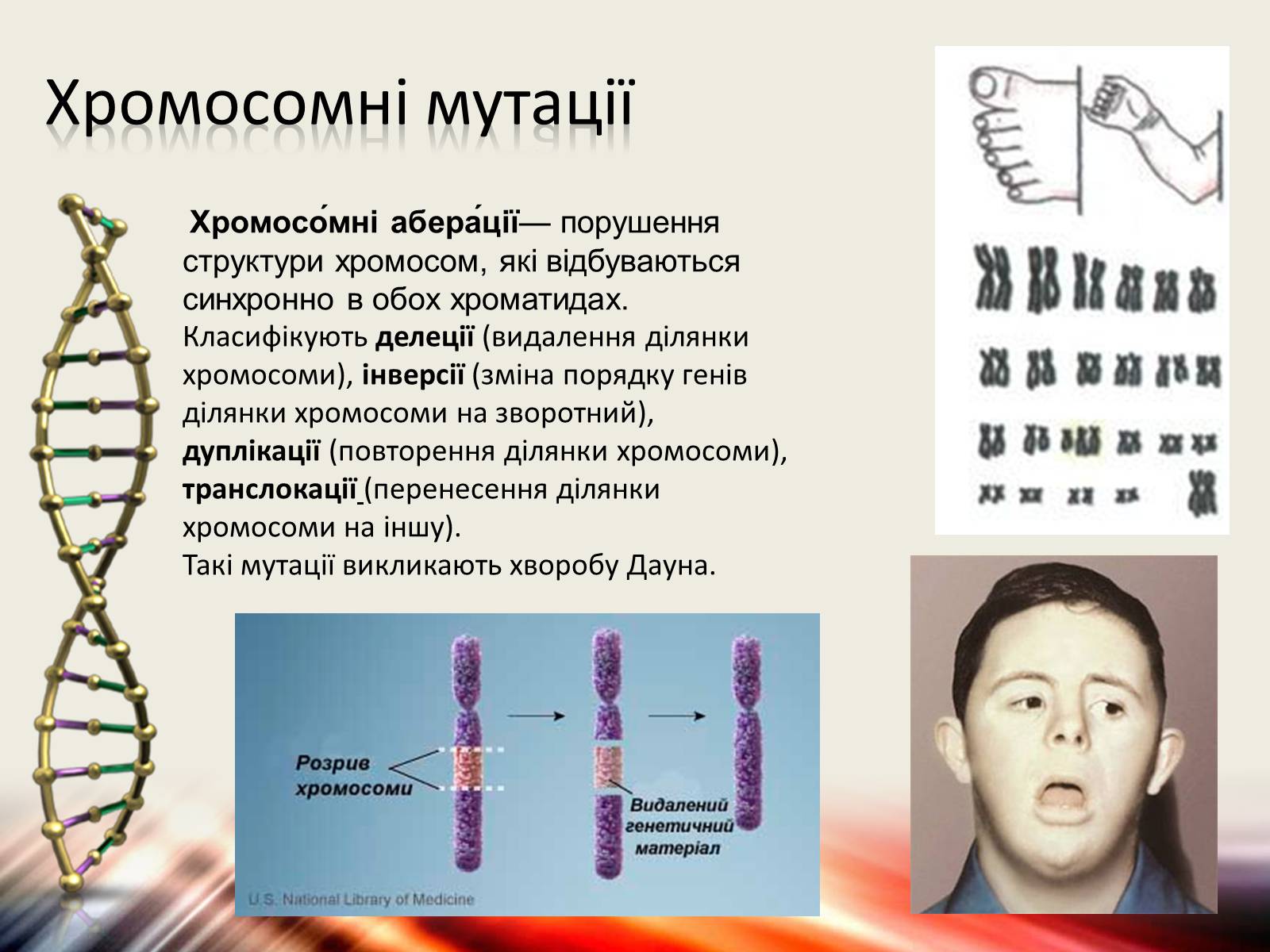 Презентація на тему «Мутації» (варіант 6) - Слайд #6 Презентація на тему «Мутації» (варіант 6) - Слайд #6