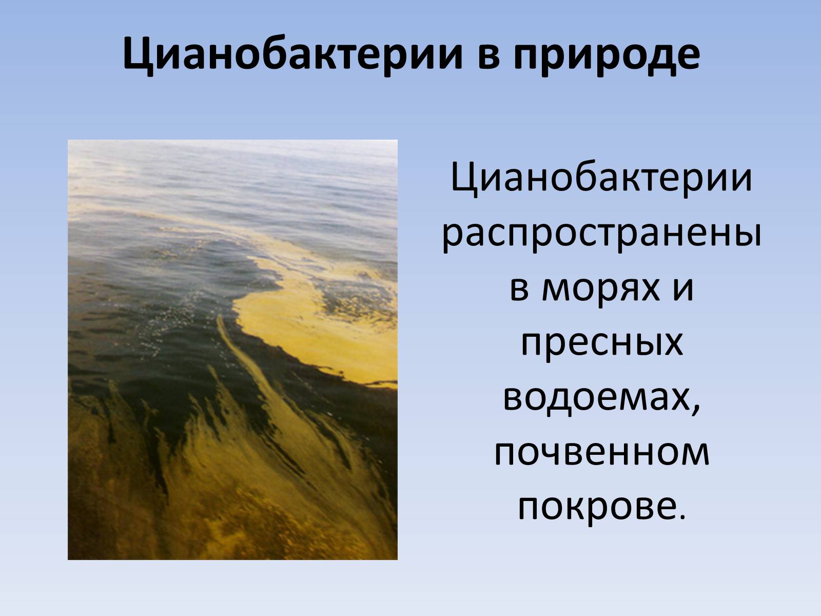 Презентація на тему «Цианобактерии» - Слайд #3 Презентація на тему «Цианобактерии» - Слайд #3