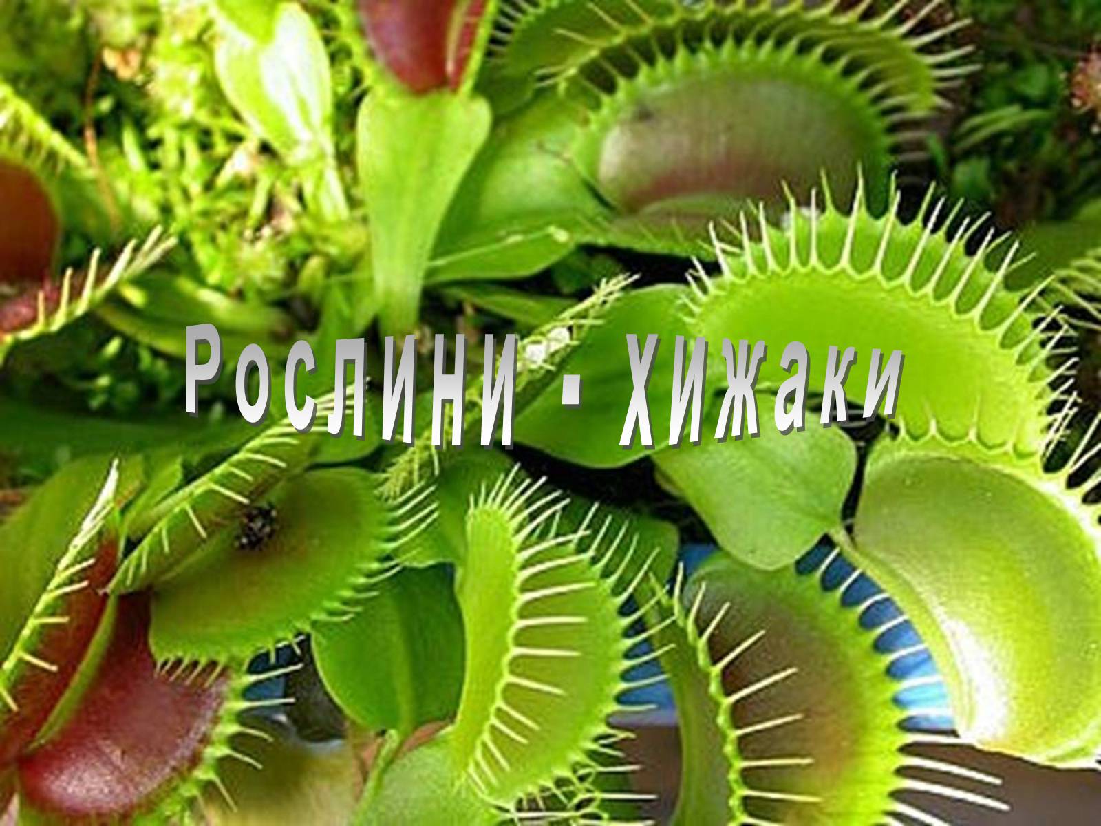 Презентація на тему «Рослини - хижаки» - Слайд #1 Презентація на тему «Рослини - хижаки» - Слайд #1