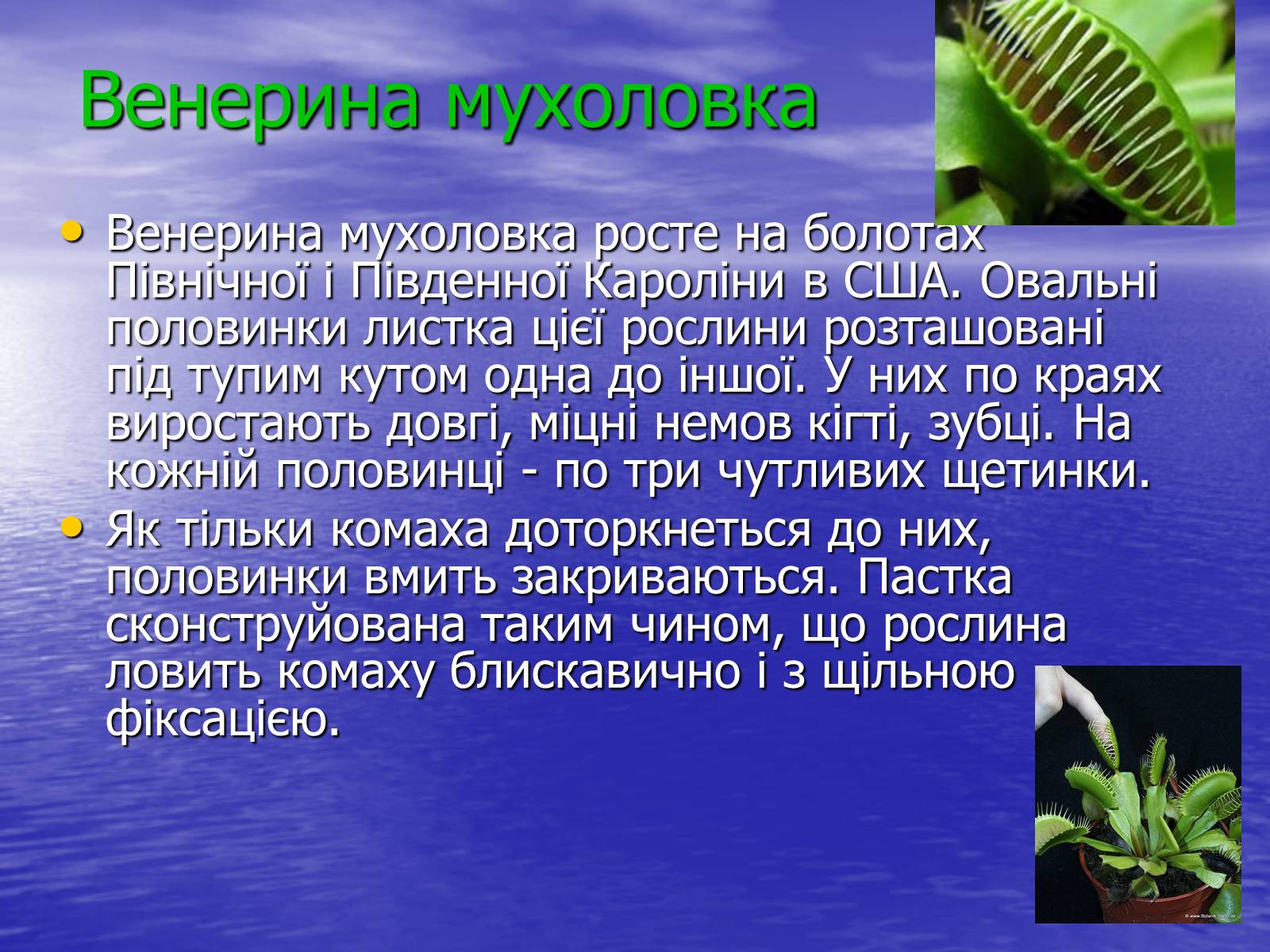 Презентація на тему «Рослини - хижаки» - Слайд #2 Презентація на тему «Рослини - хижаки» - Слайд #2