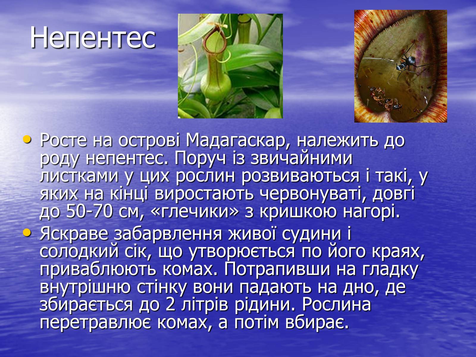 Презентація на тему «Рослини - хижаки» - Слайд #3 Презентація на тему «Рослини - хижаки» - Слайд #3