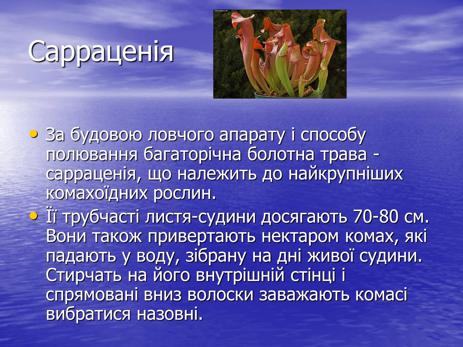 Презентація на тему «Рослини - хижаки» - Слайд #4 Презентація на тему «Рослини - хижаки» - Слайд #4
