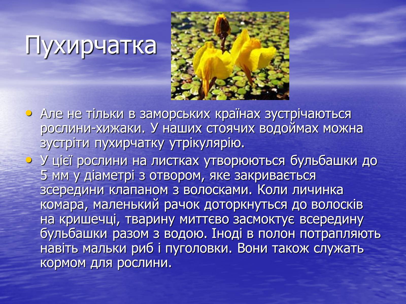 Презентація на тему «Рослини - хижаки» - Слайд #5 Презентація на тему «Рослини - хижаки» - Слайд #5