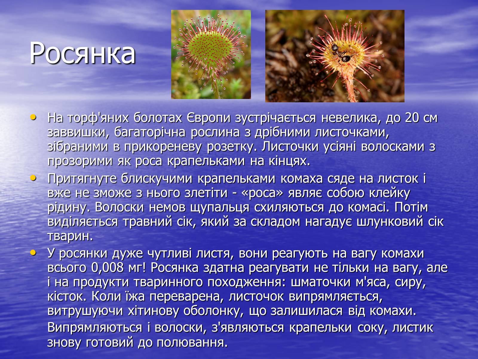 Презентація на тему «Рослини - хижаки» - Слайд #6 Презентація на тему «Рослини - хижаки» - Слайд #6