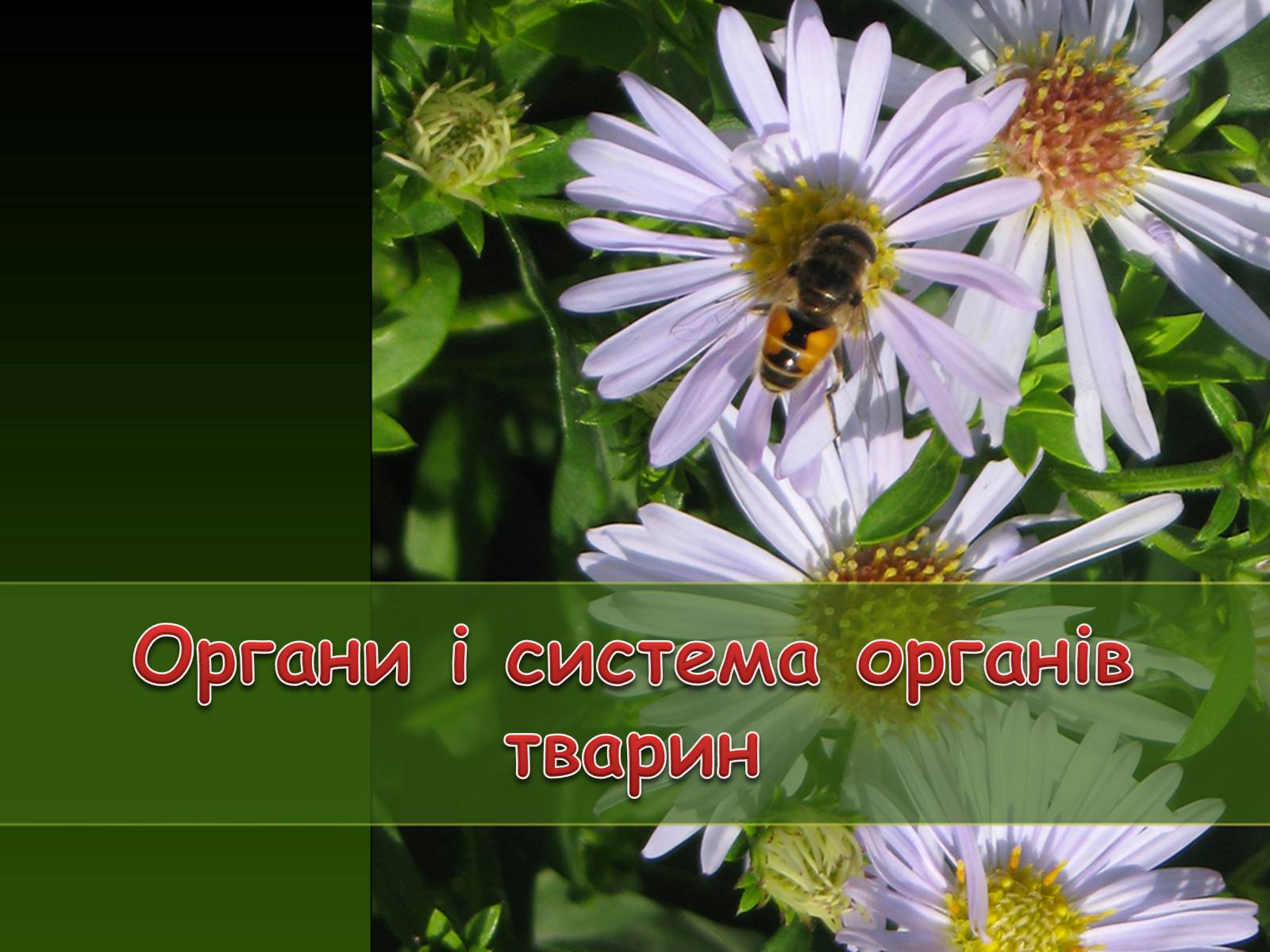 Презентація на тему «Органи і система органів тварин» - Слайд #1 Презентація на тему «Органи і система органів тварин» - Слайд #1