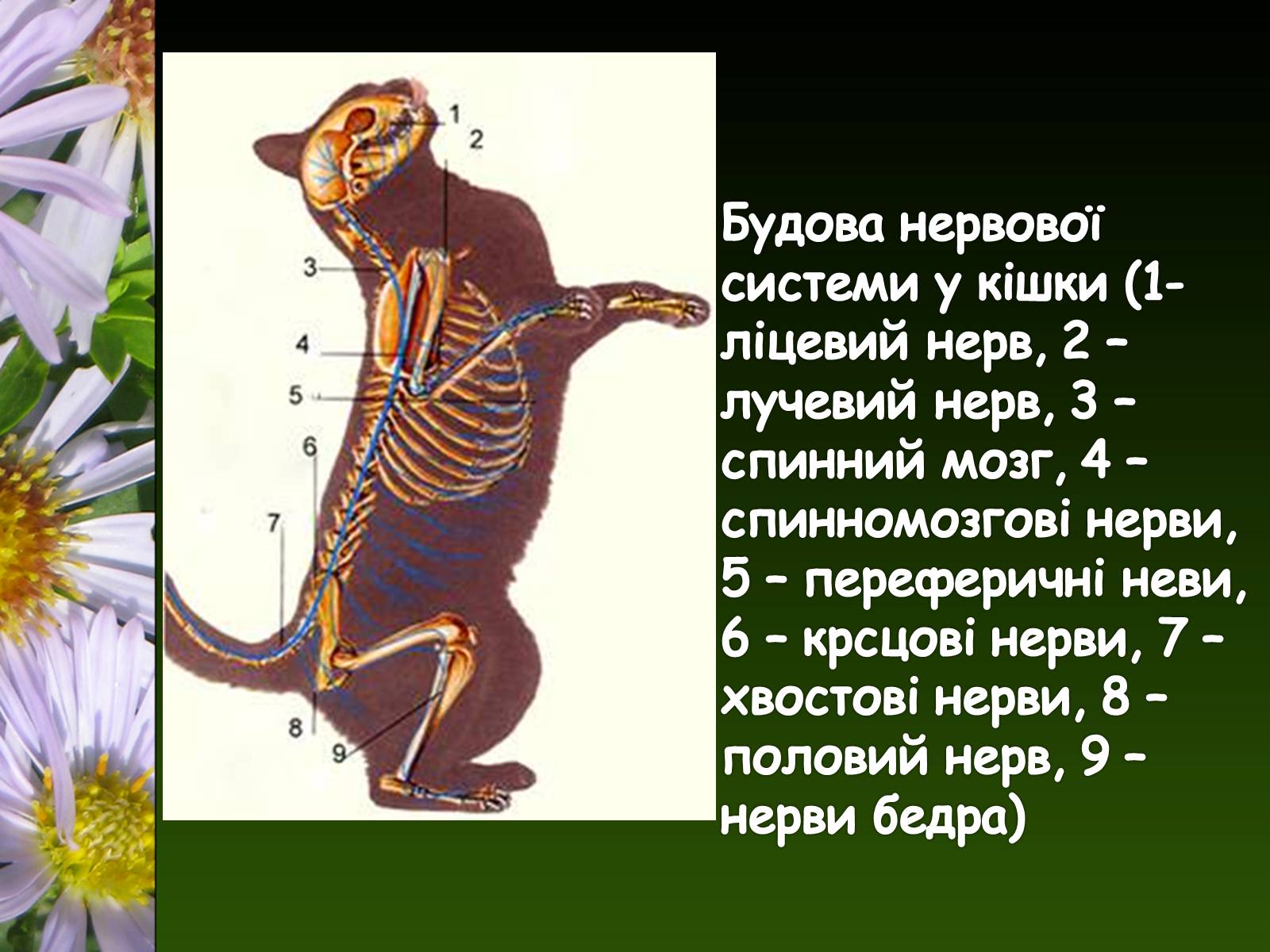 Презентація на тему «Органи і система органів тварин» - Слайд #4 Презентація на тему «Органи і система органів тварин» - Слайд #4