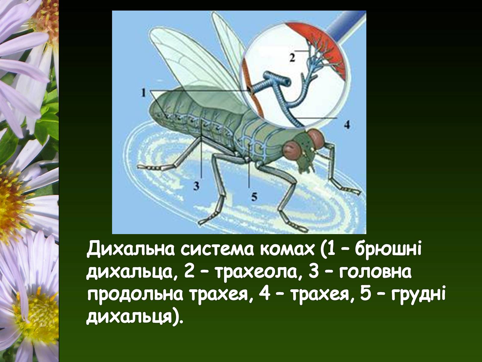 Презентація на тему «Органи і система органів тварин» - Слайд #7 Презентація на тему «Органи і система органів тварин» - Слайд #7