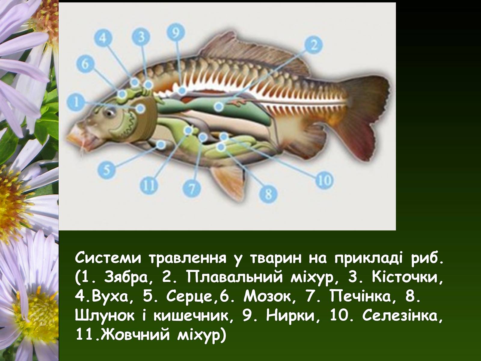 Презентація на тему «Органи і система органів тварин» - Слайд #9 Презентація на тему «Органи і система органів тварин» - Слайд #9