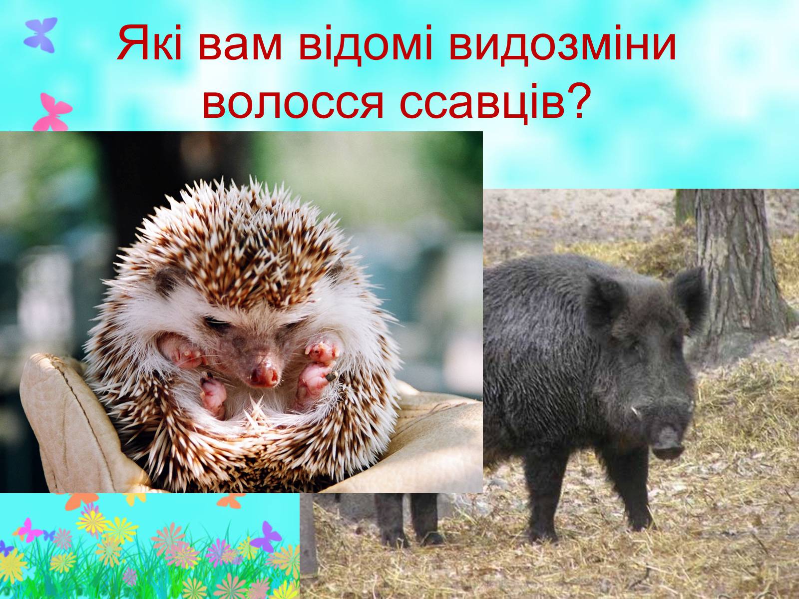 Презентація на тему «Загальна характеристика класу Ссавці. Зовнішня будова, скелет і мускулатура» - Слайд #11 Презентація на тему «Загальна характеристика класу Ссавці. Зовнішня будова, скелет і мускулатура» - Слайд #11