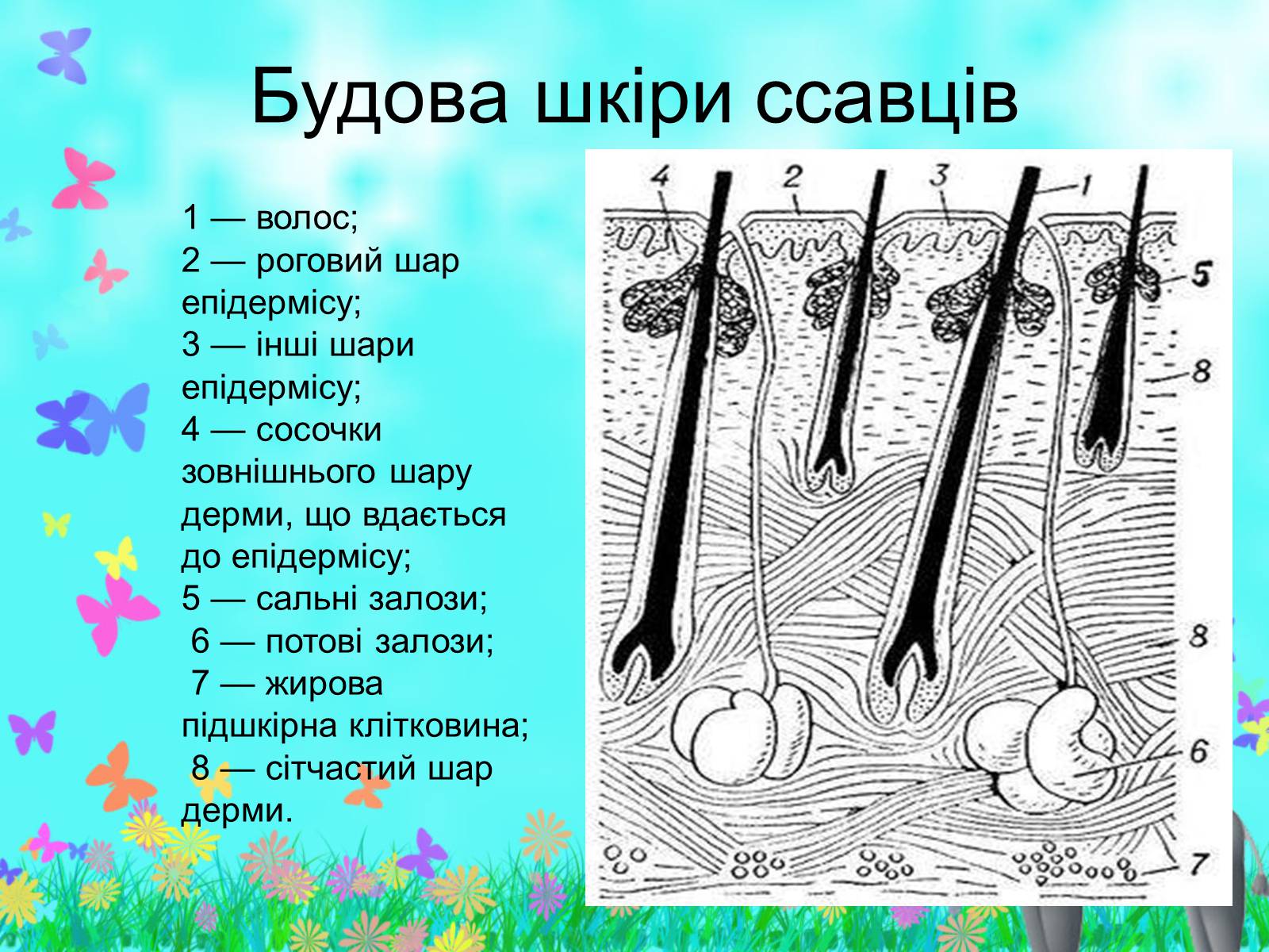 Презентація на тему «Загальна характеристика класу Ссавці. Зовнішня будова, скелет і мускулатура» - Слайд #12 Презентація на тему «Загальна характеристика класу Ссавці. Зовнішня будова, скелет і мускулатура» - Слайд #12