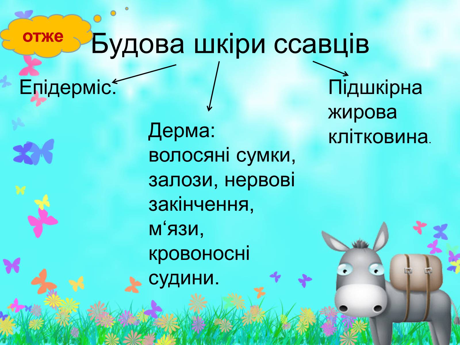 Презентація на тему «Загальна характеристика класу Ссавці. Зовнішня будова, скелет і мускулатура» - Слайд #13 Презентація на тему «Загальна характеристика класу Ссавці. Зовнішня будова, скелет і мускулатура» - Слайд #13