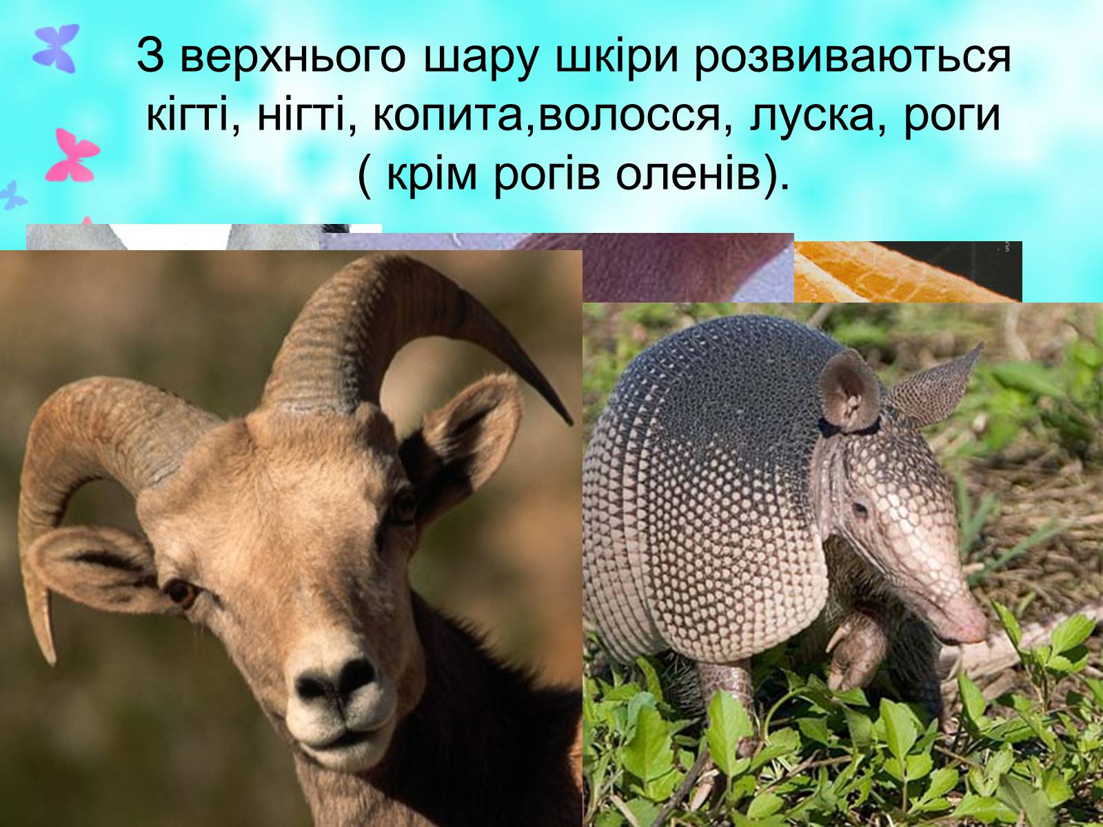 Презентація на тему «Загальна характеристика класу Ссавці. Зовнішня будова, скелет і мускулатура» - Слайд #15 Презентація на тему «Загальна характеристика класу Ссавці. Зовнішня будова, скелет і мускулатура» - Слайд #15