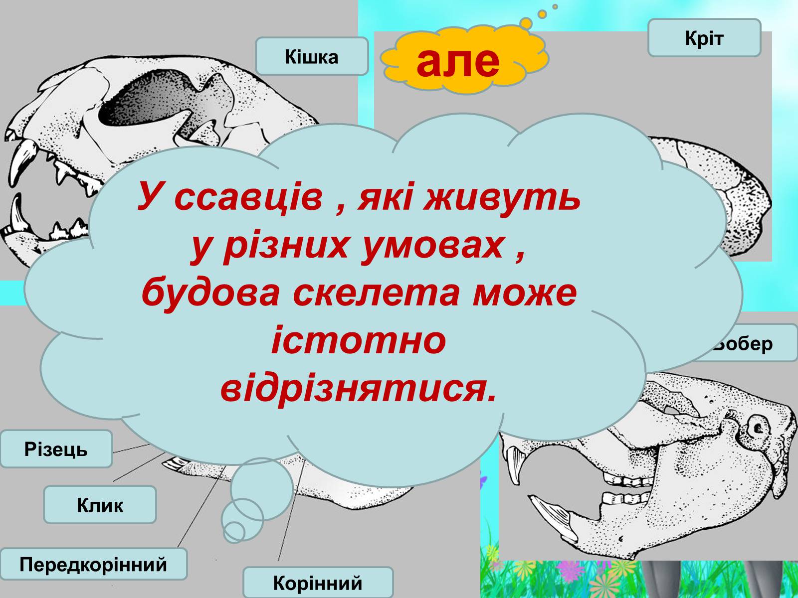Презентація на тему «Загальна характеристика класу Ссавці. Зовнішня будова, скелет і мускулатура» - Слайд #18 Презентація на тему «Загальна характеристика класу Ссавці. Зовнішня будова, скелет і мускулатура» - Слайд #18