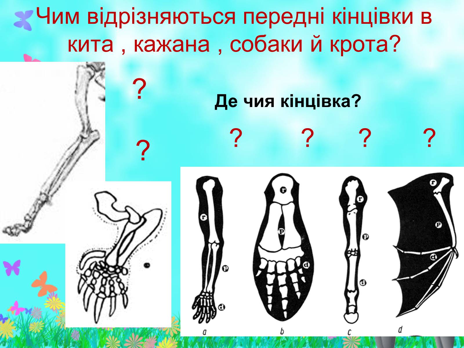 Презентація на тему «Загальна характеристика класу Ссавці. Зовнішня будова, скелет і мускулатура» - Слайд #19 Презентація на тему «Загальна характеристика класу Ссавці. Зовнішня будова, скелет і мускулатура» - Слайд #19