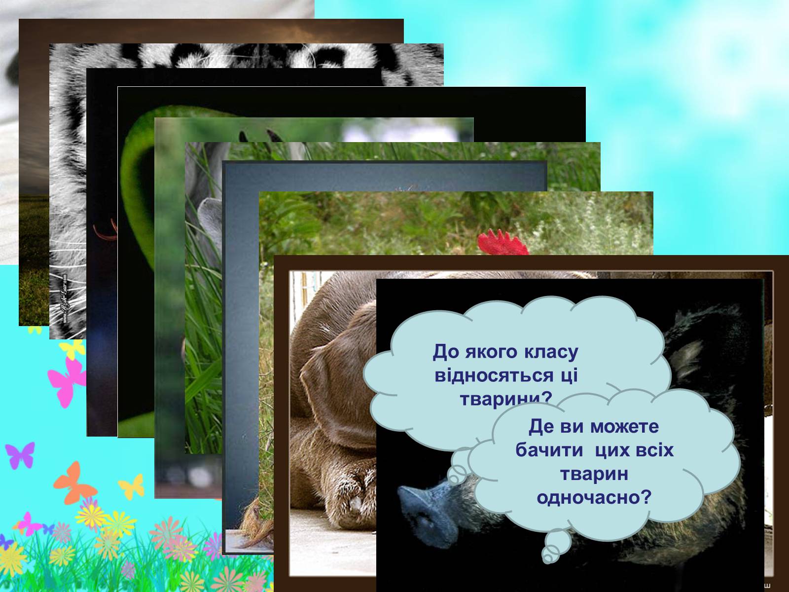 Презентація на тему «Загальна характеристика класу Ссавці. Зовнішня будова, скелет і мускулатура» - Слайд #2 Презентація на тему «Загальна характеристика класу Ссавці. Зовнішня будова, скелет і мускулатура» - Слайд #2