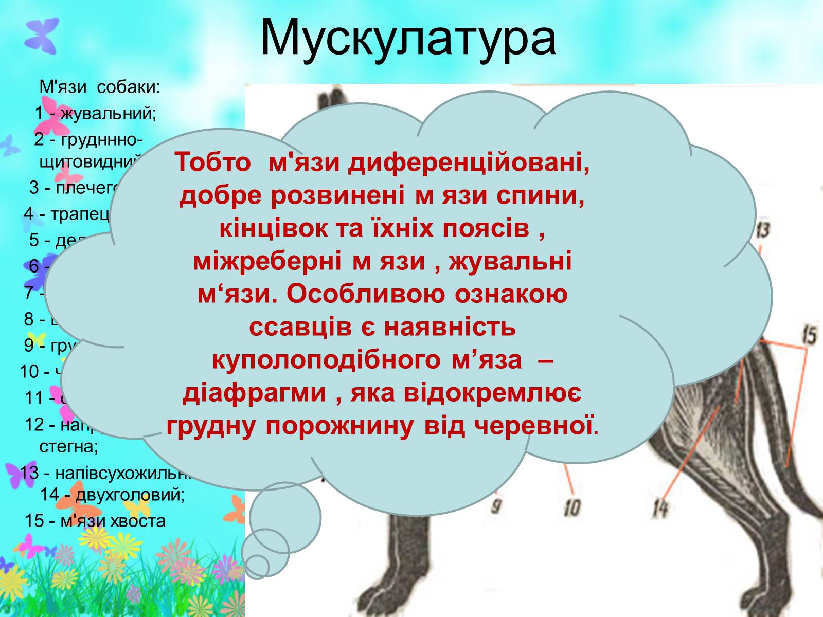 Презентація на тему «Загальна характеристика класу Ссавці. Зовнішня будова, скелет і мускулатура» - Слайд #21 Презентація на тему «Загальна характеристика класу Ссавці. Зовнішня будова, скелет і мускулатура» - Слайд #21