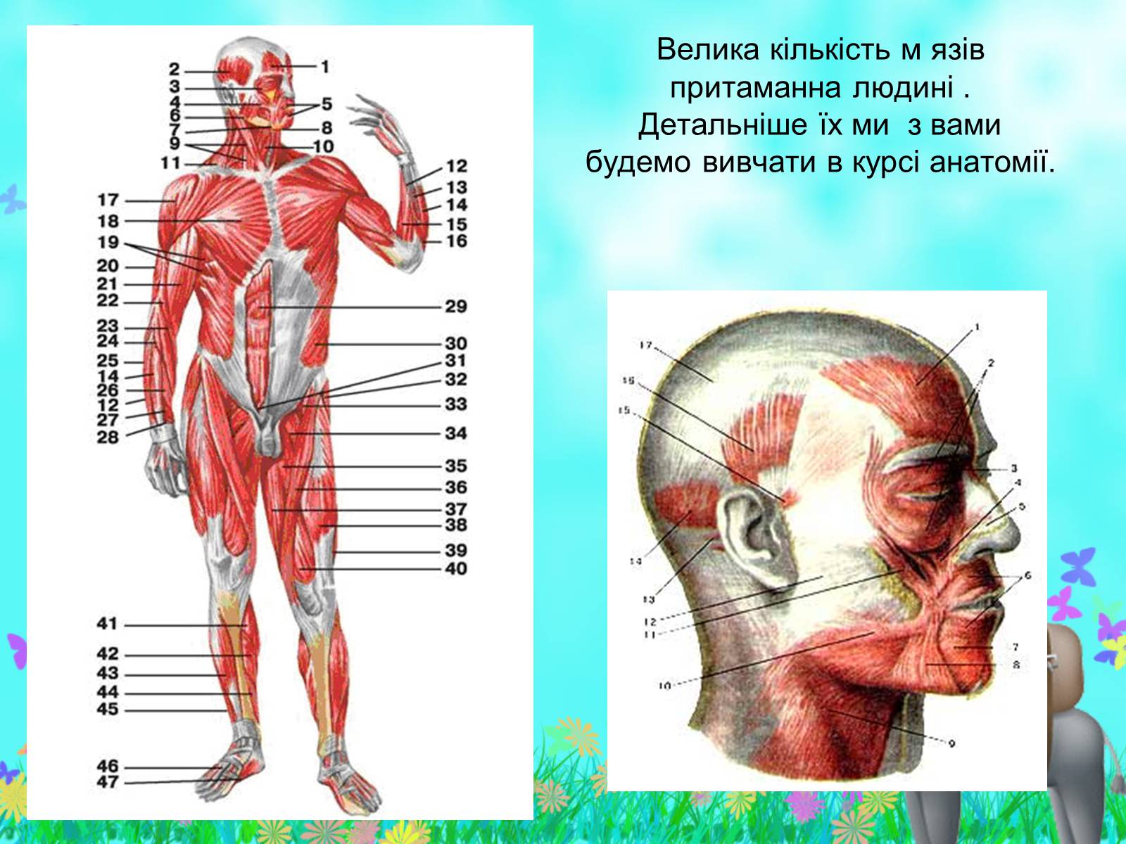 Презентація на тему «Загальна характеристика класу Ссавці. Зовнішня будова, скелет і мускулатура» - Слайд #22 Презентація на тему «Загальна характеристика класу Ссавці. Зовнішня будова, скелет і мускулатура» - Слайд #22