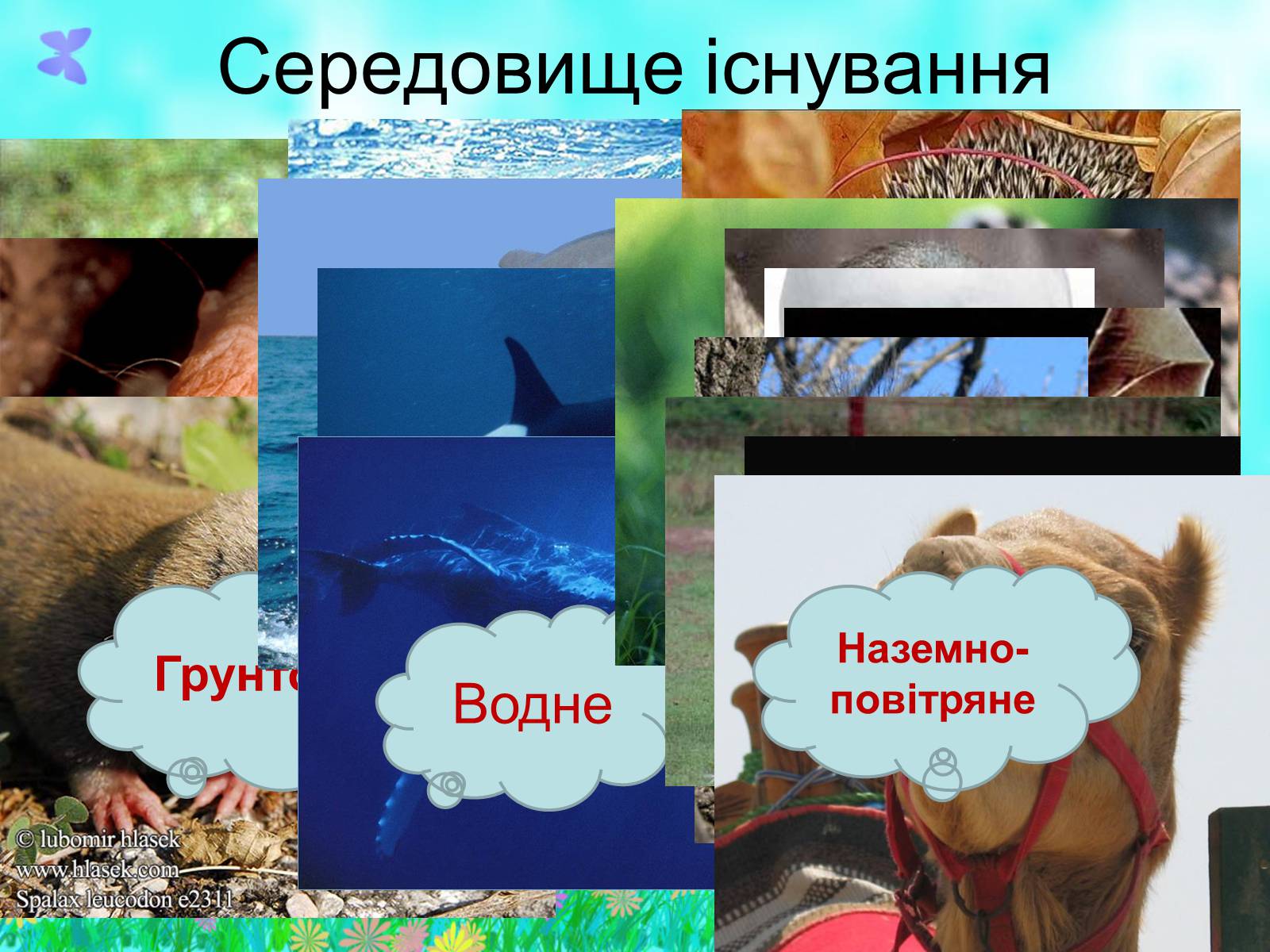 Презентація на тему «Загальна характеристика класу Ссавці. Зовнішня будова, скелет і мускулатура» - Слайд #4 Презентація на тему «Загальна характеристика класу Ссавці. Зовнішня будова, скелет і мускулатура» - Слайд #4