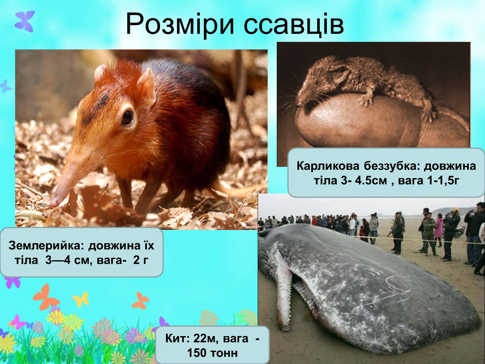Презентація на тему «Загальна характеристика класу Ссавці. Зовнішня будова, скелет і мускулатура» - Слайд #6 Презентація на тему «Загальна характеристика класу Ссавці. Зовнішня будова, скелет і мускулатура» - Слайд #6